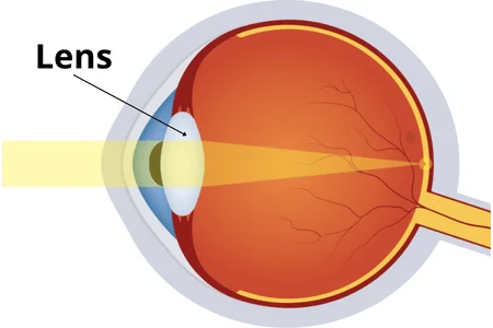 Lens Eye Anatomy